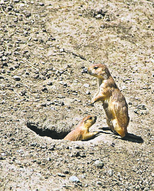 <b>North Dakota</b> ranchers deal with loss of grass from increased ...