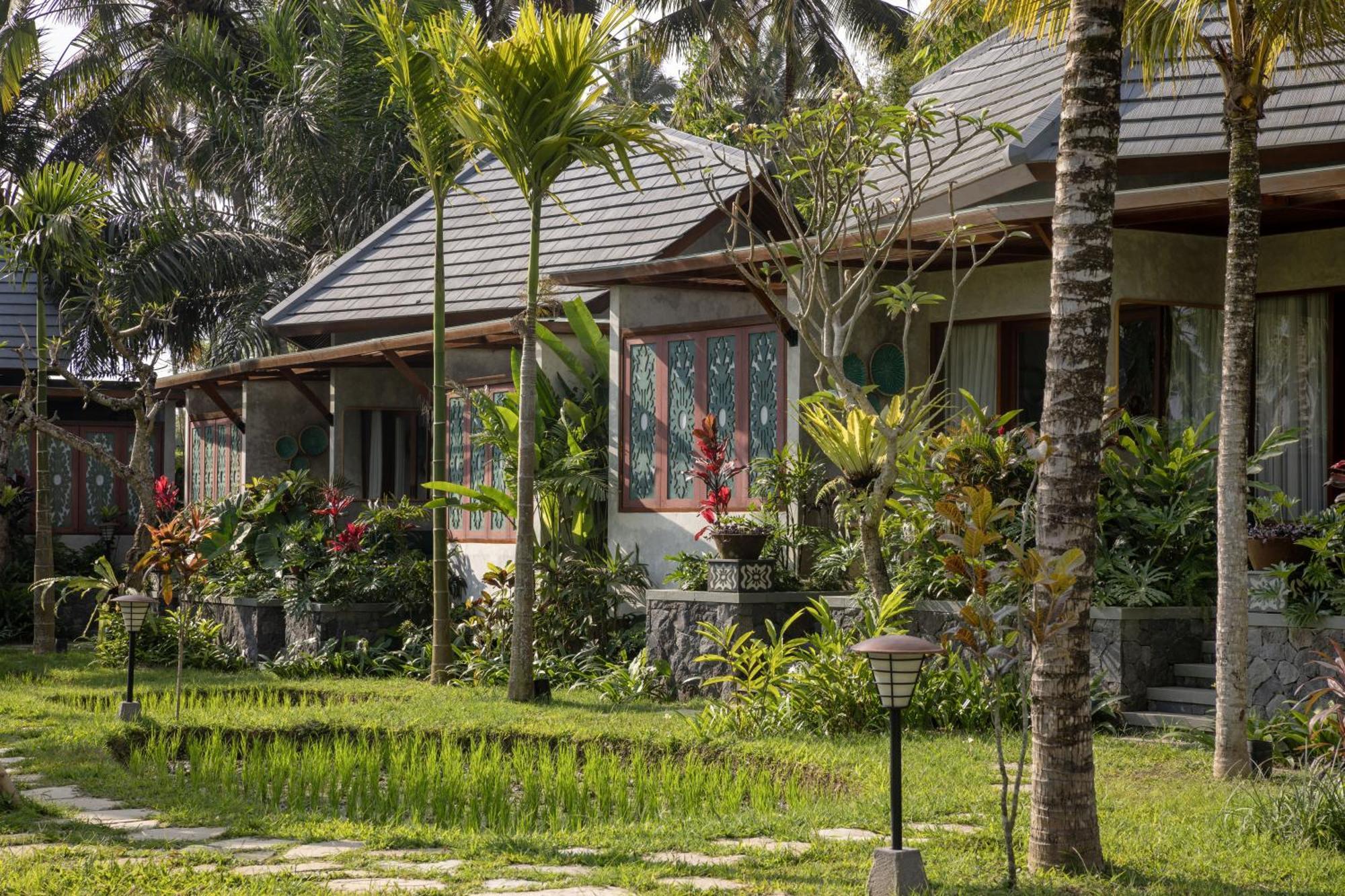Inara Rice Field View