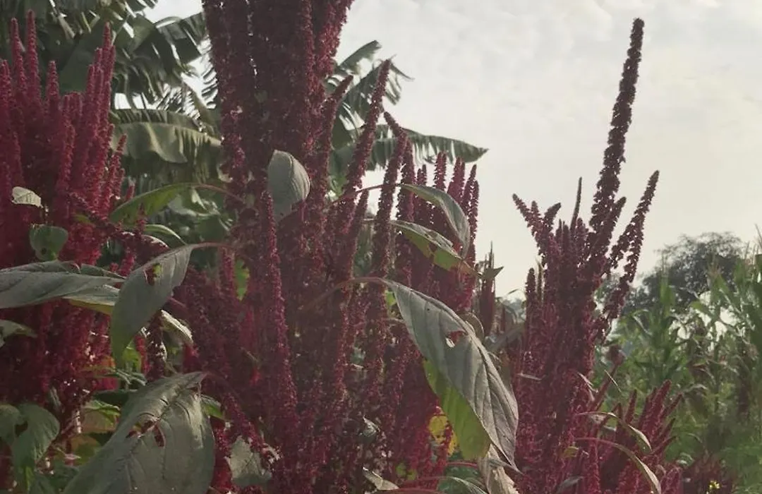 Tekri Farms And Retreat-1