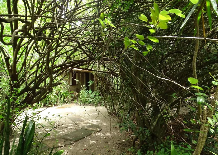 Jungle House